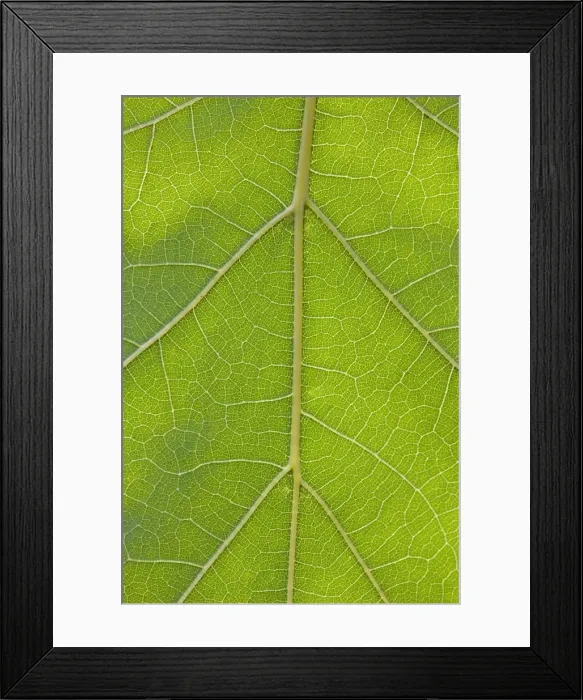 Framed Print : Picture No. 10983007 Framed Print : Picture No. 10983007