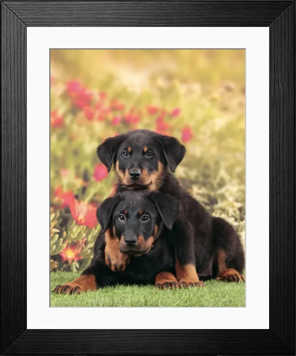 Framed Print : Picture No. 10983005 Framed Print : Picture No. 10983005