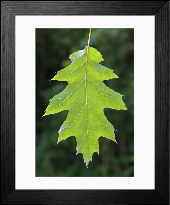 Framed Print : Picture No. 10983006 Framed Print : Picture No. 10983006