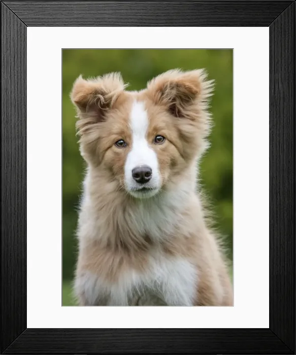 Framed Print : Picture No. 10983013 Framed Print : Picture No. 10983013