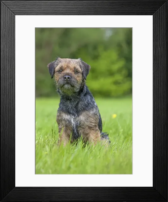 Framed Print : Picture No. 10983016 Framed Print : Picture No. 10983016