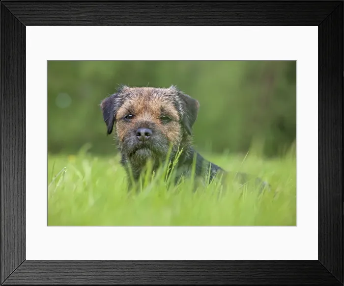 Framed Print : Picture No. 10983017 Framed Print : Picture No. 10983017