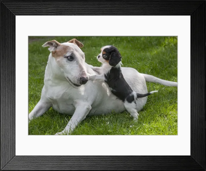 Framed Print : Picture No. 10983019 Framed Print : Picture No. 10983019
