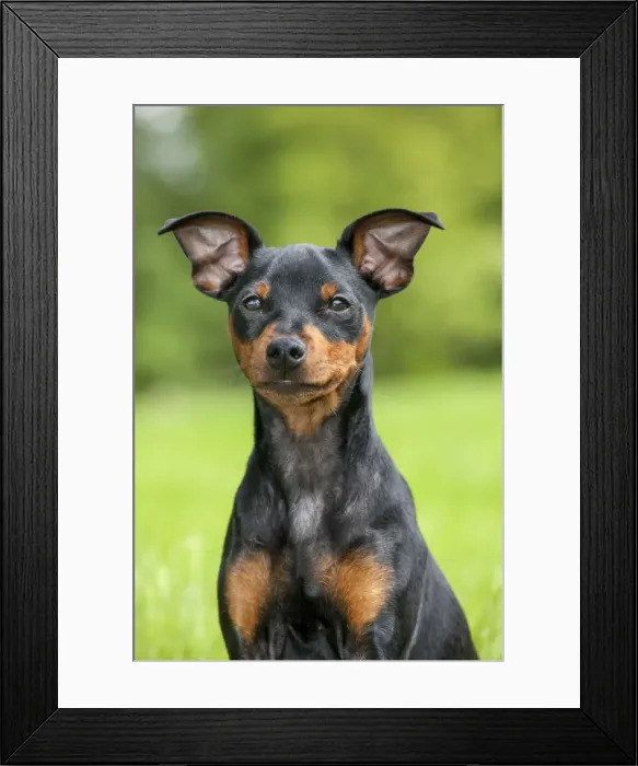 Framed Print : Picture No. 10983022 Framed Print : Picture No. 10983022