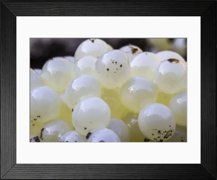 Framed Print : Picture No. 10983023 Framed Print : Picture No. 10983023
