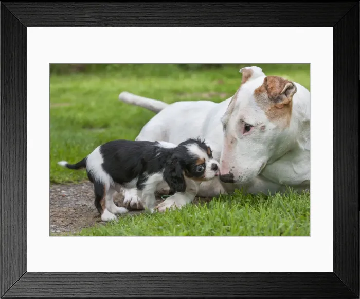 Framed Print : Picture No. 10983021 Framed Print : Picture No. 10983021