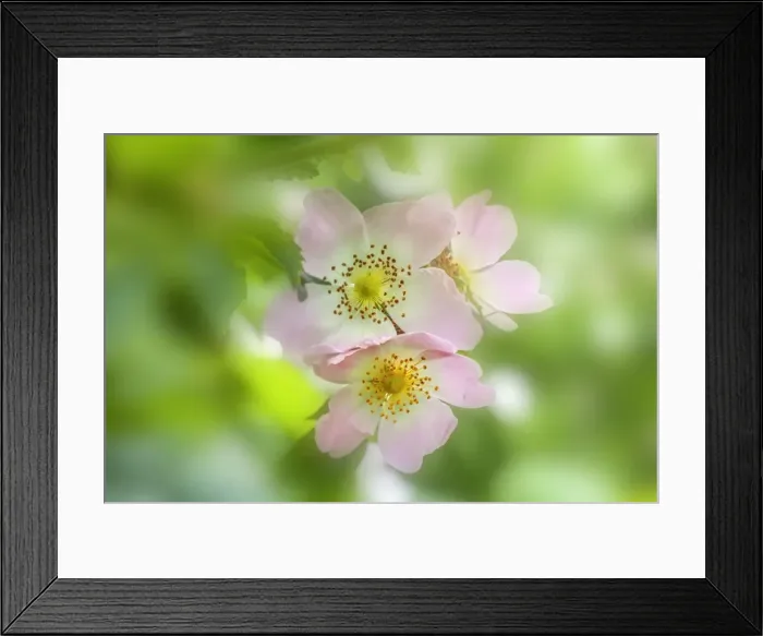 Framed Print : Picture No. 10983025 Framed Print : Picture No. 10983025