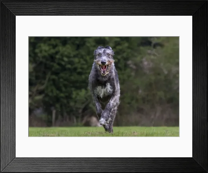 Framed Print : Picture No. 10983028 Framed Print : Picture No. 10983028