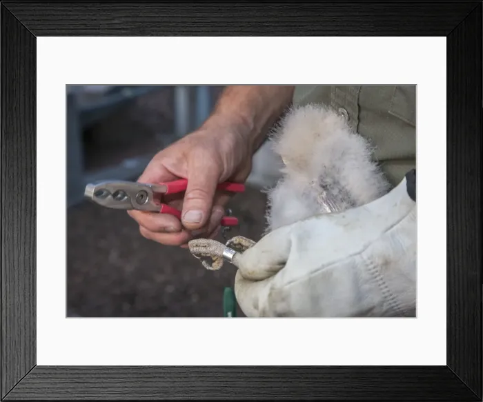 Framed Print : Picture No. 10983031 Framed Print : Picture No. 10983031