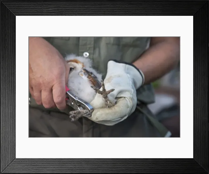 Framed Print : Picture No. 10983032 Framed Print : Picture No. 10983032