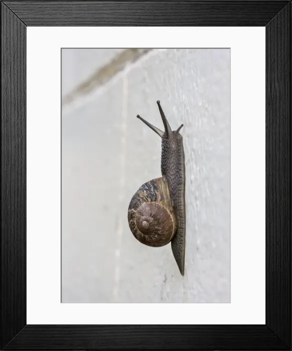 Framed Print : Picture No. 10983026 Framed Print : Picture No. 10983026