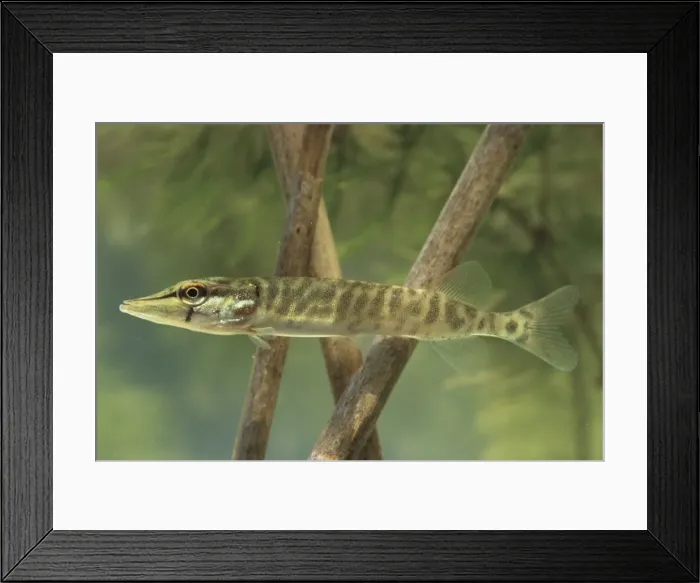 Framed Print : Picture No. 10983036 Framed Print : Picture No. 10983036