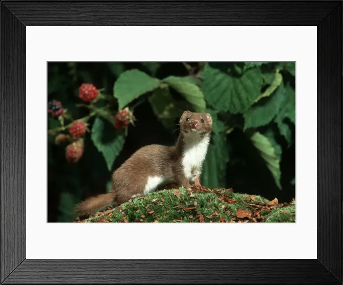Framed Print : Picture No. 10983038 Framed Print : Picture No. 10983038