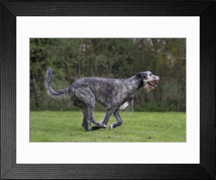 Framed Print : Picture No. 10983027 Framed Print : Picture No. 10983027