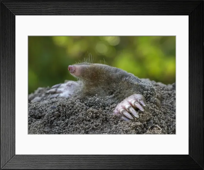 Framed Print : Picture No. 10983035 Framed Print : Picture No. 10983035