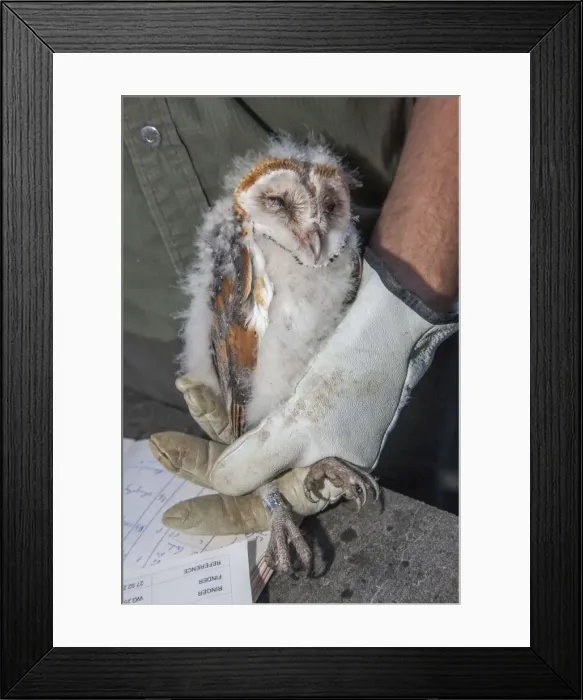 Framed Print : Picture No. 10983033 Framed Print : Picture No. 10983033