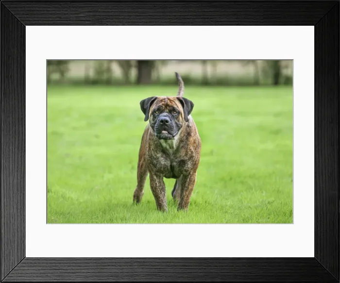 Framed Print : Picture No. 10983040