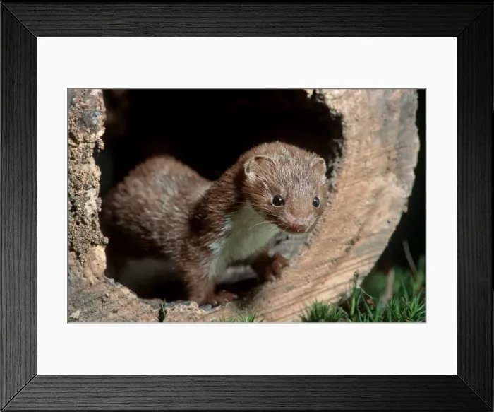 Framed Print : Picture No. 10983039 Framed Print : Picture No. 10983039