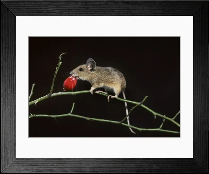 Framed Print : Picture No. 10983043 Framed Print : Picture No. 10983043