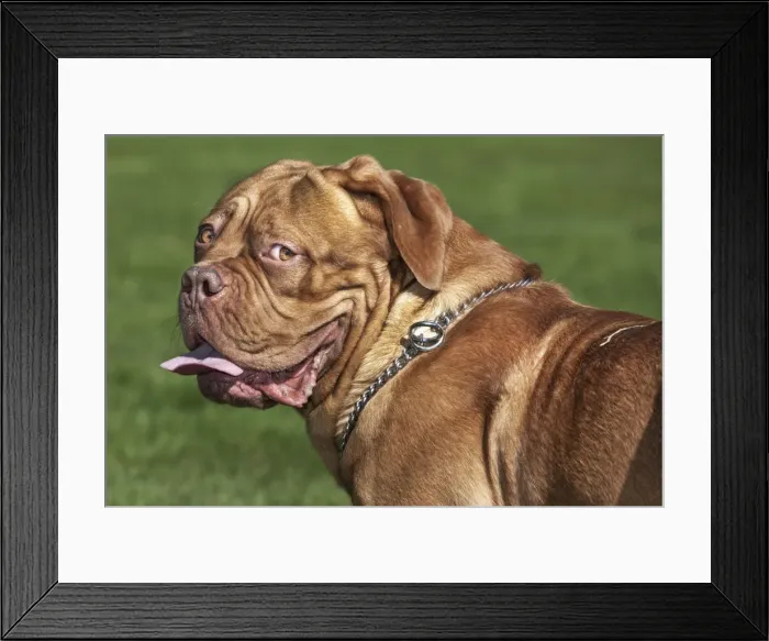 Framed Print : Picture No. 10983041 Framed Print : Picture No. 10983041