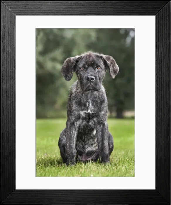 Framed Print : Picture No. 10983046 Framed Print : Picture No. 10983046