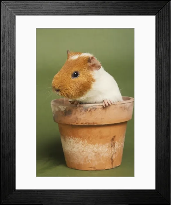 Framed Print : Picture No. 10983050 Framed Print : Picture No. 10983050