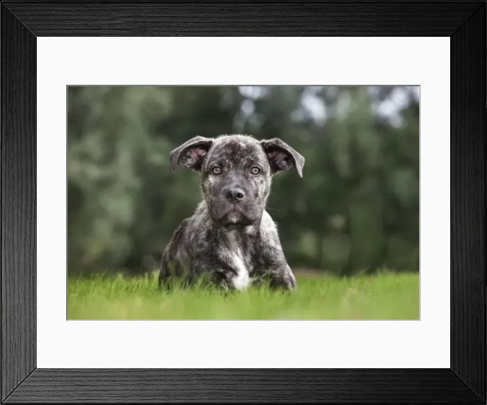 Framed Print : Picture No. 10983047 Framed Print : Picture No. 10983047