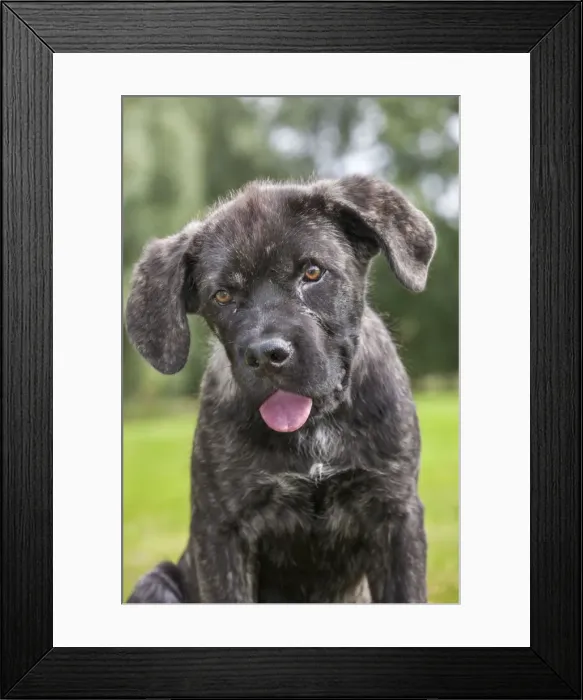 Framed Print : Picture No. 10983045 Framed Print : Picture No. 10983045