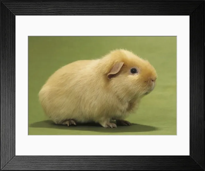 Framed Print : Picture No. 10983052