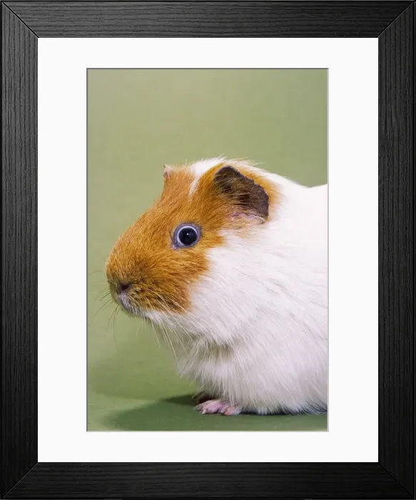 Framed Print : Picture No. 10983051 Framed Print : Picture No. 10983051