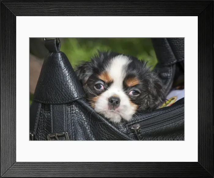 Framed Print : Picture No. 10983055 Framed Print : Picture No. 10983055