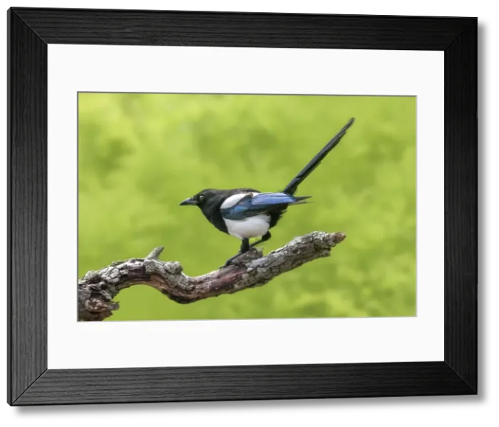 Framed Print : Picture No. 10983062 Framed Print : Picture No. 10983062