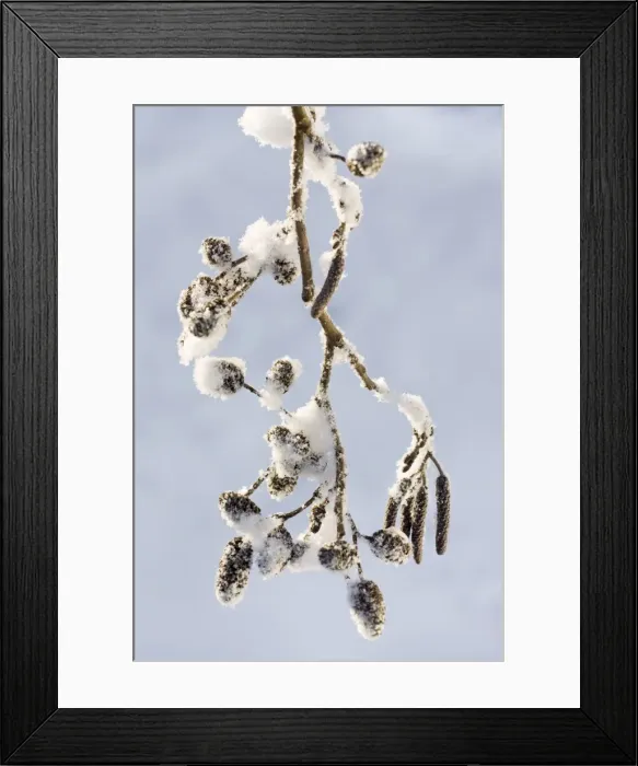 Framed Print : Picture No. 10983063 Framed Print : Picture No. 10983063
