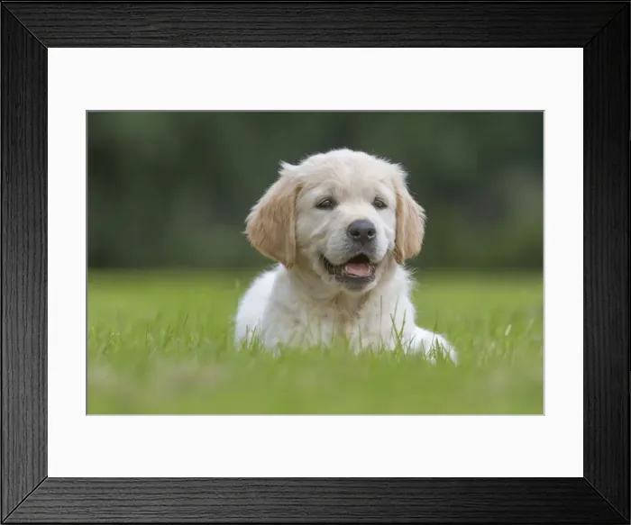 Framed Print : Picture No. 10983065 Framed Print : Picture No. 10983065