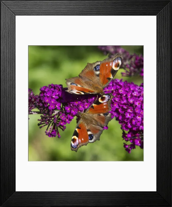 Framed Print : Picture No. 10983056 Framed Print : Picture No. 10983056