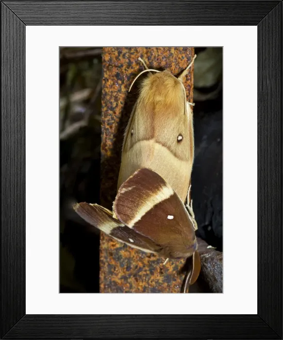 Framed Print : Picture No. 10983066 Framed Print : Picture No. 10983066
