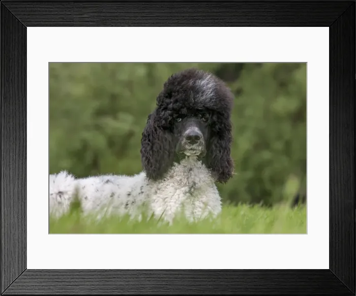 Framed Print : Picture No. 10983067 Framed Print : Picture No. 10983067