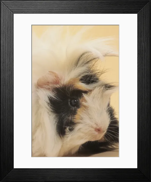 Framed Print : Picture No. 10983073 Framed Print : Picture No. 10983073