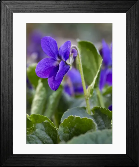 Framed Print : Picture No. 10983074 Framed Print : Picture No. 10983074