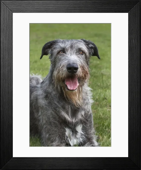 Framed Print : Picture No. 10983069 Framed Print : Picture No. 10983069