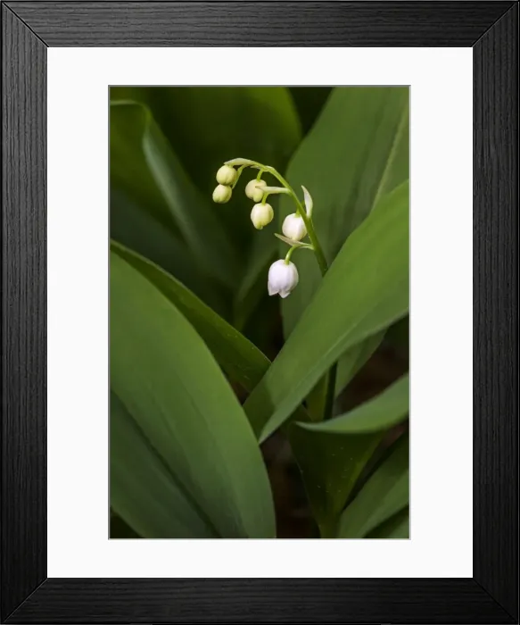 Framed Print : Picture No. 10983077 Framed Print : Picture No. 10983077