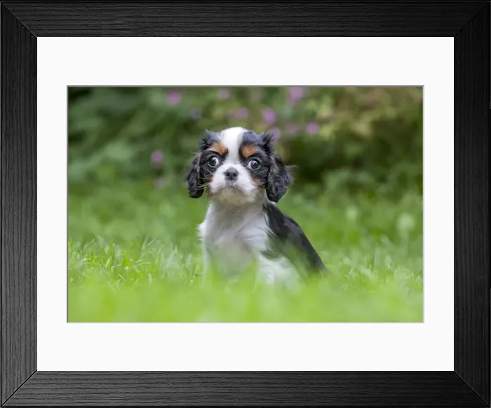 Framed Print : Picture No. 10983070 Framed Print : Picture No. 10983070