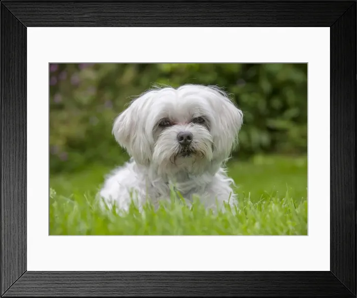 Framed Print : Picture No. 10983076 Framed Print : Picture No. 10983076