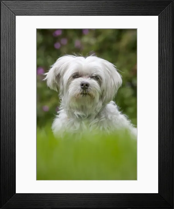 Framed Print : Picture No. 10983075 Framed Print : Picture No. 10983075