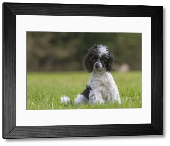 Framed Print : Picture No. 10983084 Framed Print : Picture No. 10983084