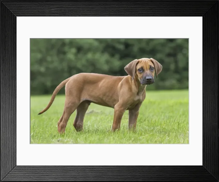 Framed Print : Picture No. 10983086