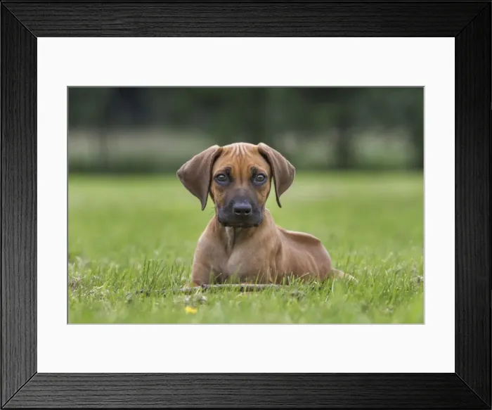 Framed Print : Picture No. 10983088 Framed Print : Picture No. 10983088