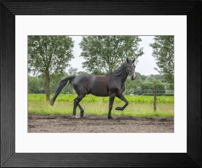 Framed Print : Picture No. 10983083