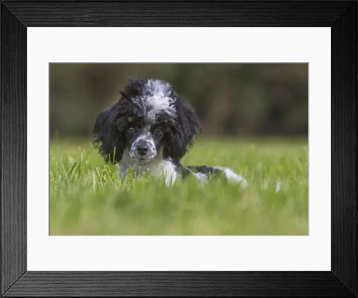 Framed Print : Picture No. 10983085 Framed Print : Picture No. 10983085