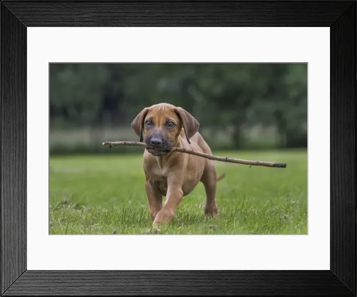 Framed Print : Picture No. 10983089 Framed Print : Picture No. 10983089